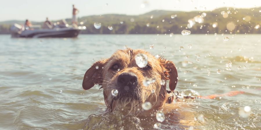 Drei tote Hunde