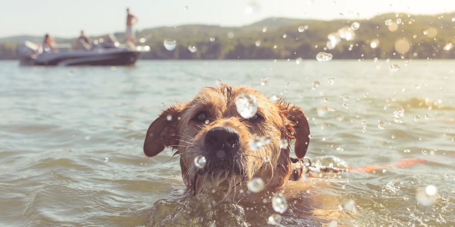 Blaualgen können von Hunden beim Schwimmen verschluckt werden.
