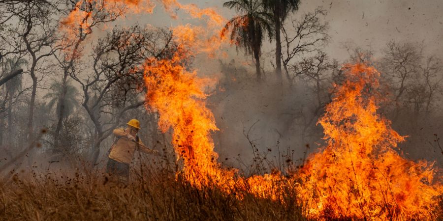 Verheerende Waldbrände herrschten im Pantanal. (Archivbild)