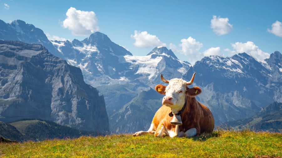 Rind in den Alpen