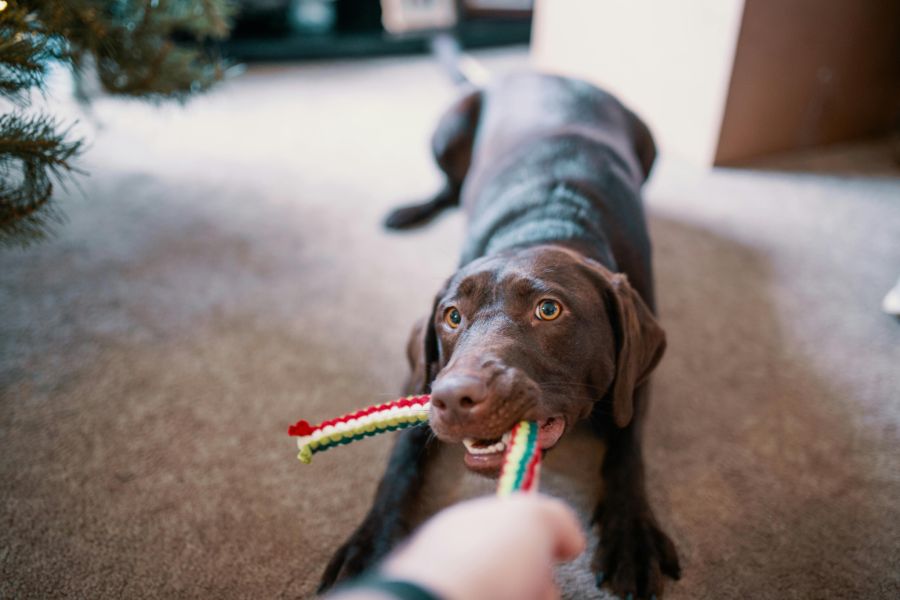 Hunde können spielsüchtig werden.