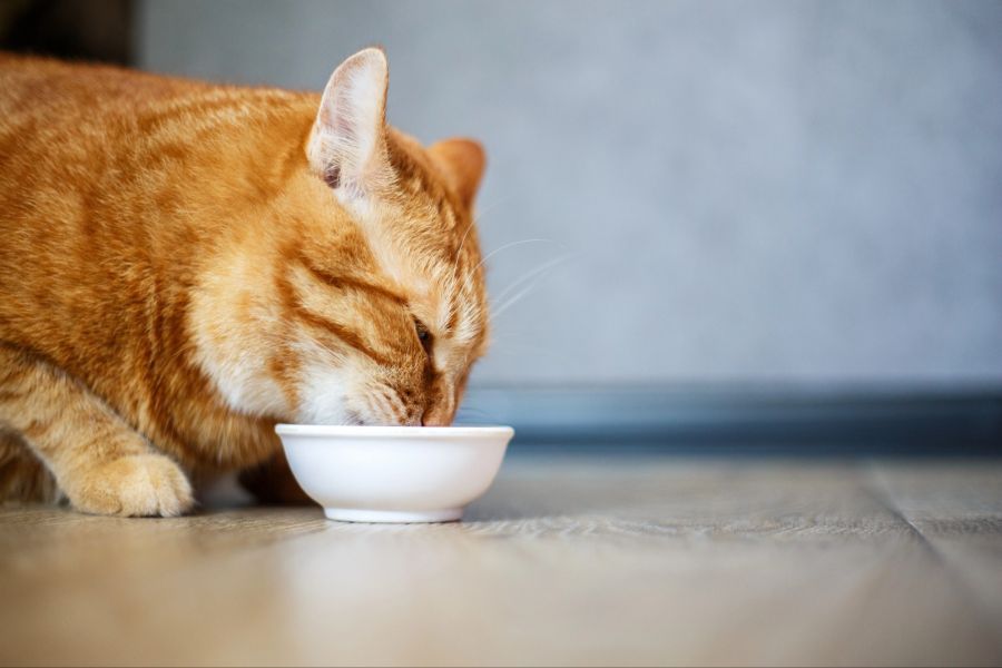 Katze frisst aus einer Schüssel