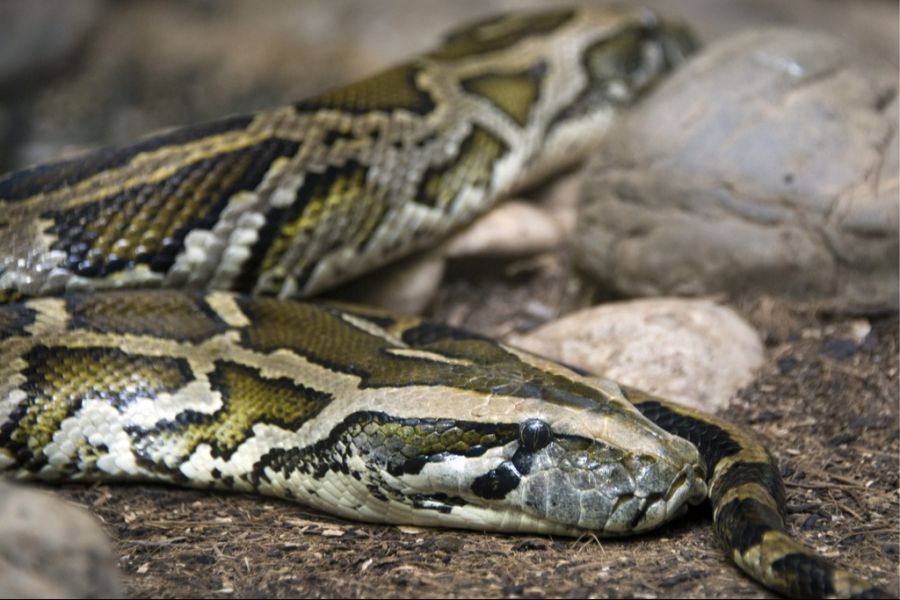 Tigerpython