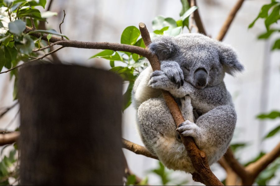 Schlafender Koala