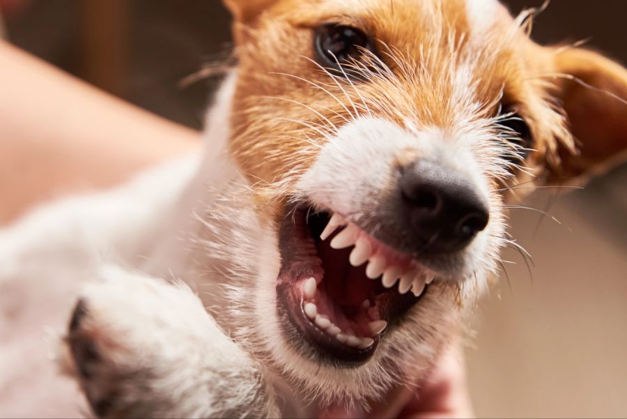 hund katze