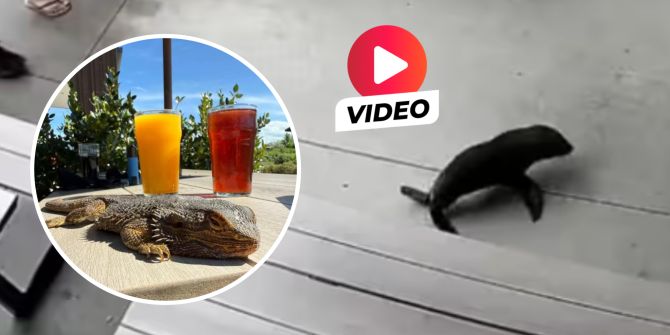 Robbenbaby Neuseeland Bar