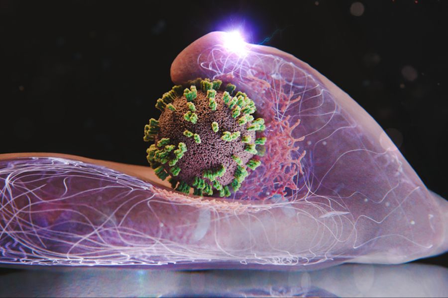 Zellen helfen aktiv mit, Influenzaviren einzufangen und einzuverleiben. Hier ist eine Zelle und in der Bildmitte ein Virus dargestellt.