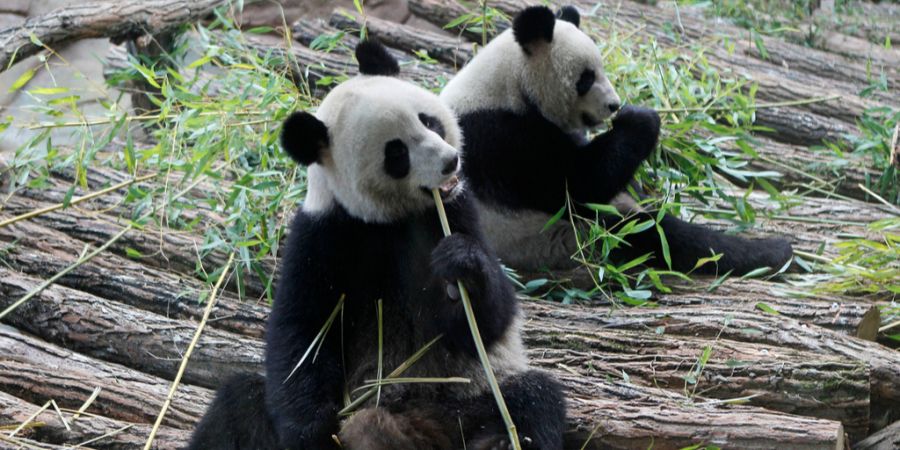 Huan Huan und Yuan Zi