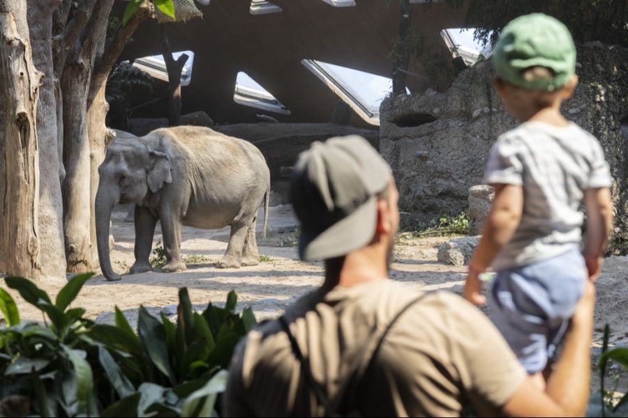 Für die Fondation Franz Weber bestätigt der Tod von Zali, dass Zoos für Elefanten der falsche Ort sind.