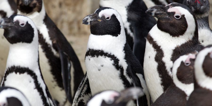 Brillenpinguine leben an der Südküste Afrikas und gelten als vom Aussterben bedroht.