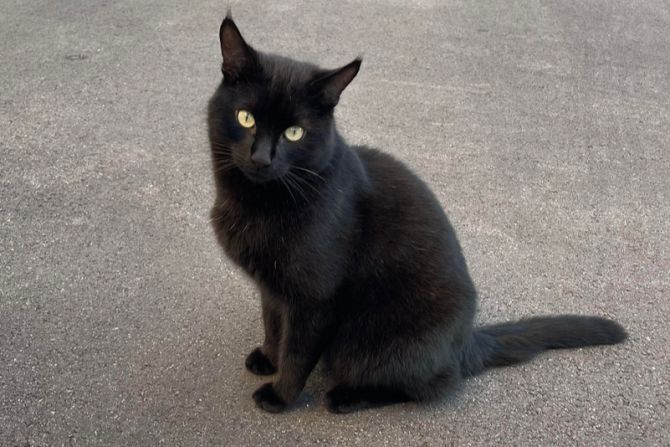 Kater Leo Meilen umgezogen