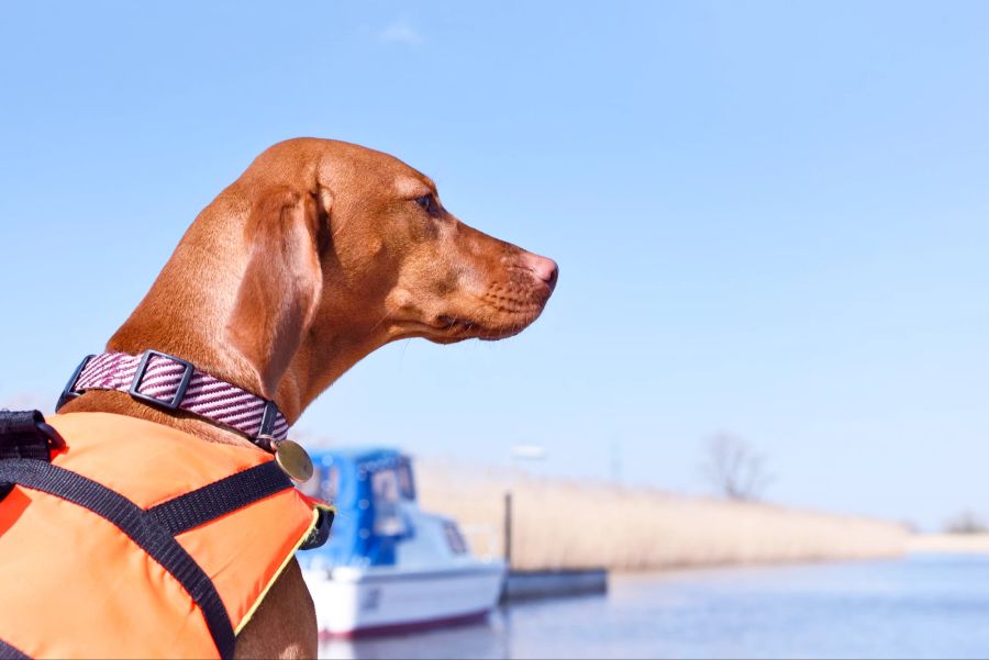 Hund, Boot, Schwimmweste