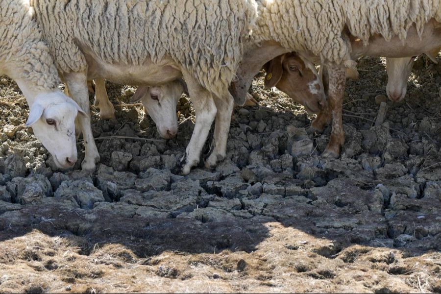 Insbesondere für die Bauern und deren Tiere ist die Lage schwierig.