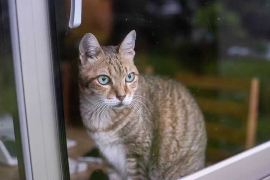 Katze, Fenster