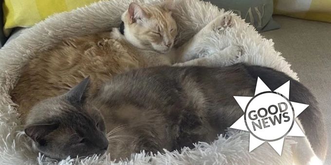 Besitzerin glücklich - Vermisste Katze läuft 1600 Kilometer nach Hause