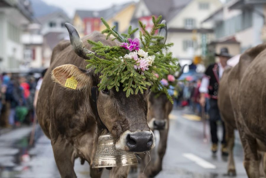 Bei Alpabzügen werden Tiere häufig geschmückt und vielen Zuschauenden präsentiert.