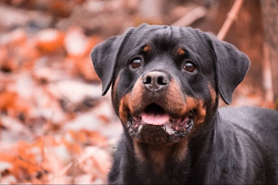 Schon im Welpen-Alter entscheidet sich das zukünftige Wesen des Rottweilers.