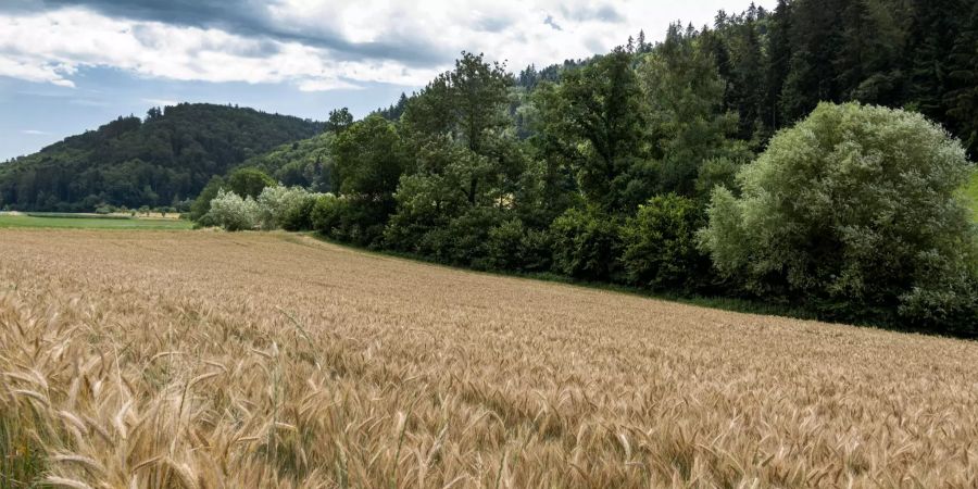 Ein Feld im Köniztal zwischen Kehrsatz und Schliern bei Köniz.