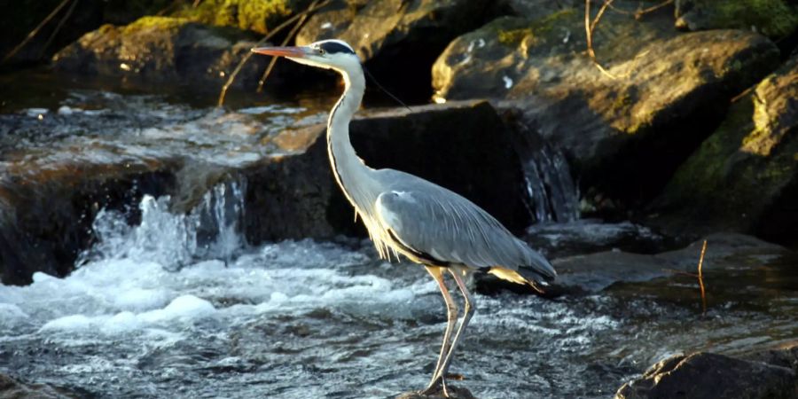 tierpark bern, dählhölzli + bärenpark