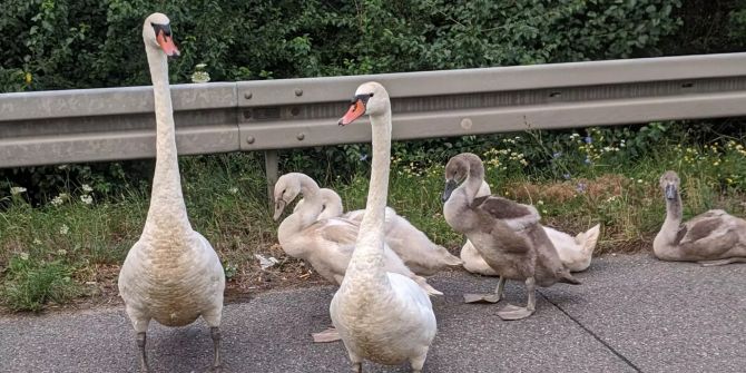 Schwanenfamilie auf der Autobahn
