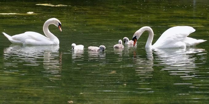 Ein Schwanenpaar mit vier Jungen schwimmt auf der Aare in der Elfenau bei Bern.