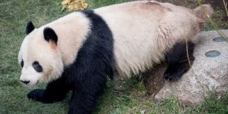 Wo ist Jang? Roter Panda aus Duisburger Zoo ausgebüxt