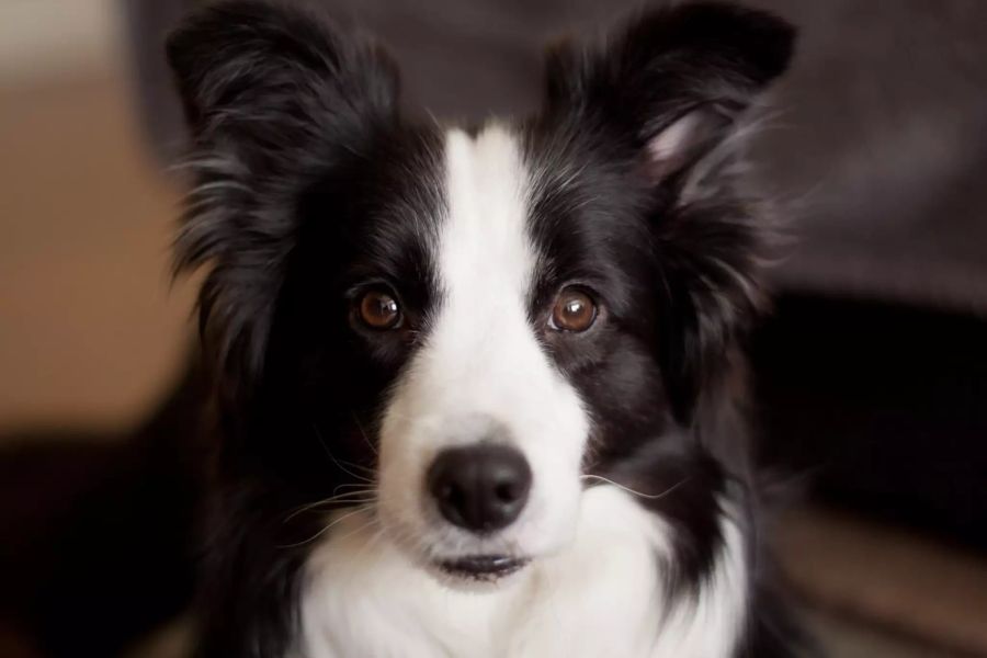 Border Collie Hund