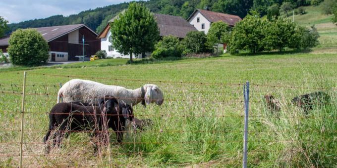 Weidende Schafe in Reinach. Schafe Reinach