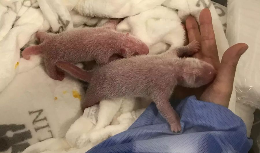 Panda-Babys Berliner Zoo