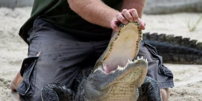 Ein Alligator in Florida Ein Alligator in Florida