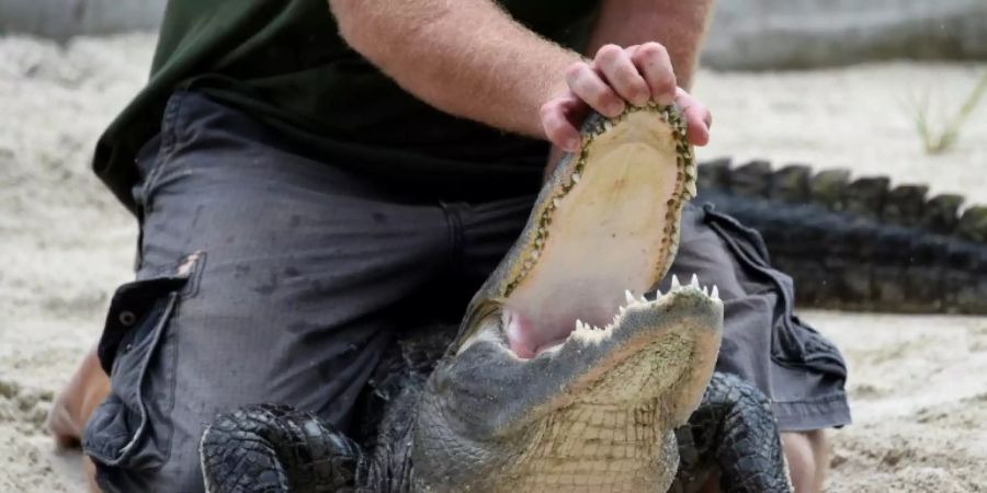 Ein Alligator in Florida