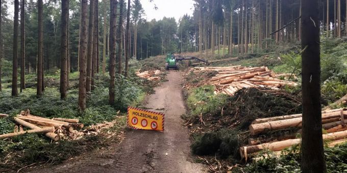 Borkenkäferbefall Borkenkäferbefall