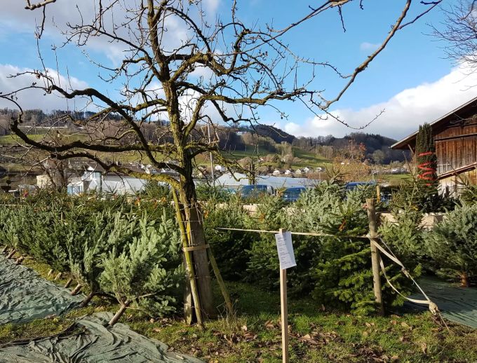 Der Hof der Familie Rohrer ist am Rand von Belp gelegen. Weihnachtsbaum
