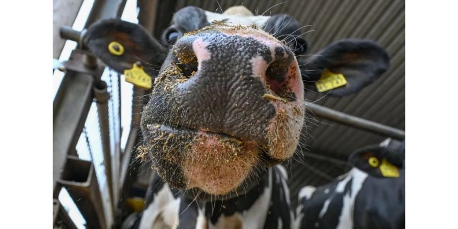 Um die Ziele zu erreichen, sollen 200'000 Kühe getötet werden.