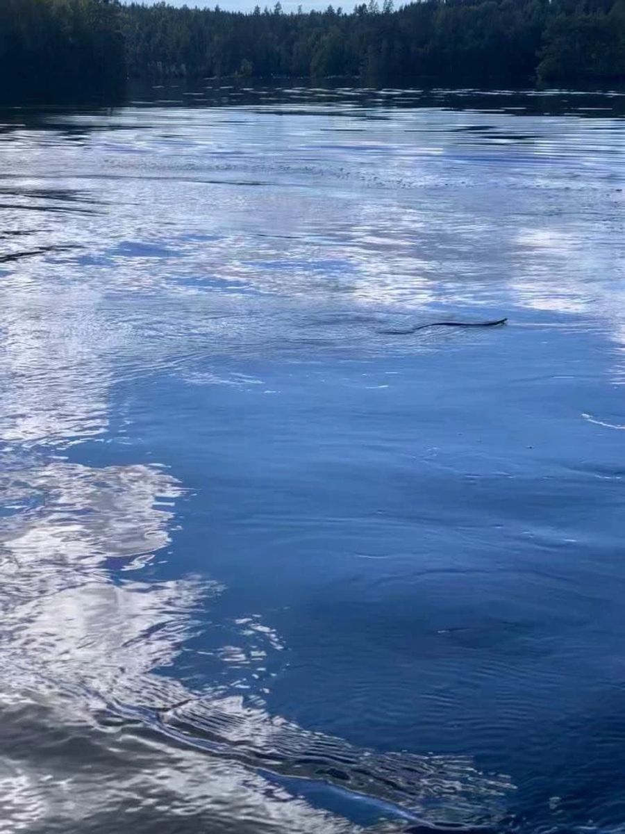 Die Schweizerin Florence Wibring-Stern schwimmt öfters mal mit Schlangen.