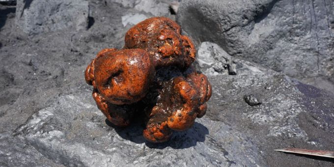 Kanarische Inseln - Wertvolle Substanz in totem Pottwal gefunden