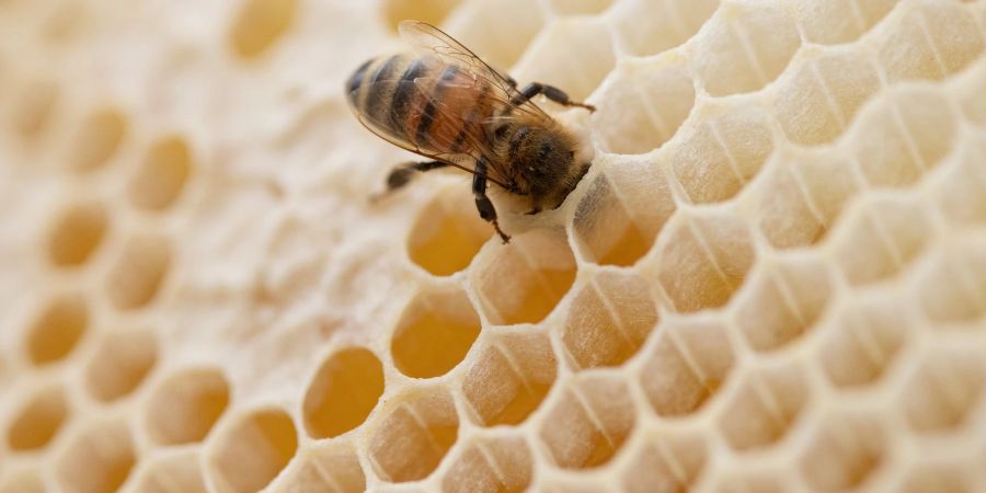 Eine Biene steckt ihren Kopf in den Hohlraum einer Bienenwabe.