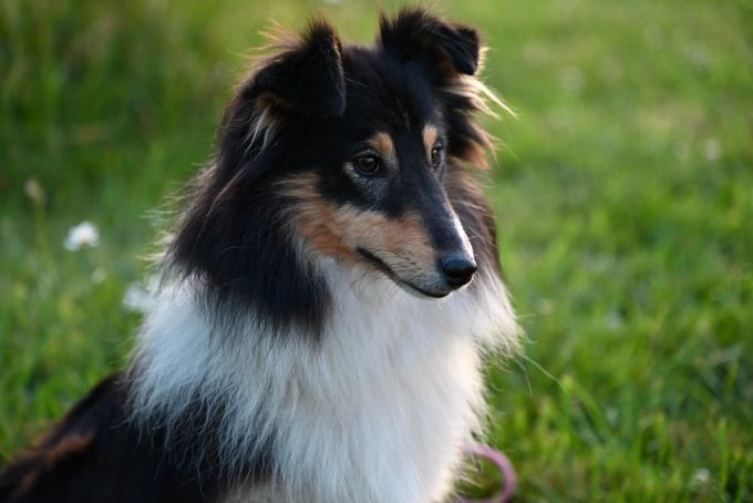 Besonders intelligente Hunde brauchen viel mentale Auslastung. Hund