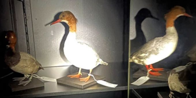 «Auf der ganzen Welt»: Insektenschmaus in der Dunkelkammer. online reports