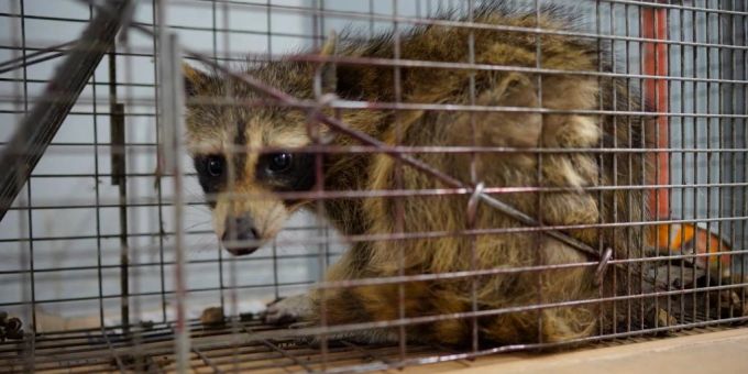 Ein Waschbär wird in einem Käfig gefangen gehalten. waschbär