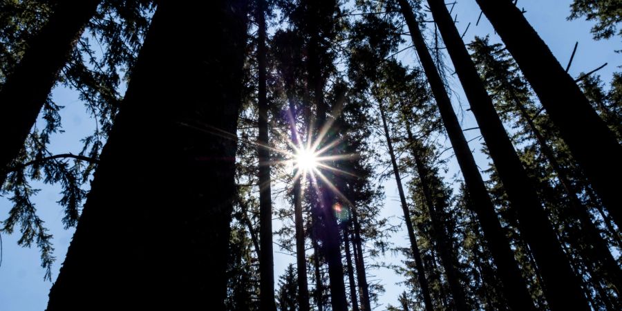 Wald Bäume Gipfel Sonne Himmel