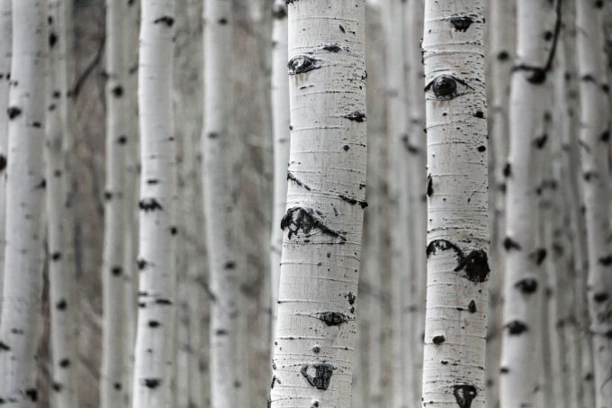 Die bekannteste weisse Baumrinde: die Birke. Birke Stämme weiss Baum