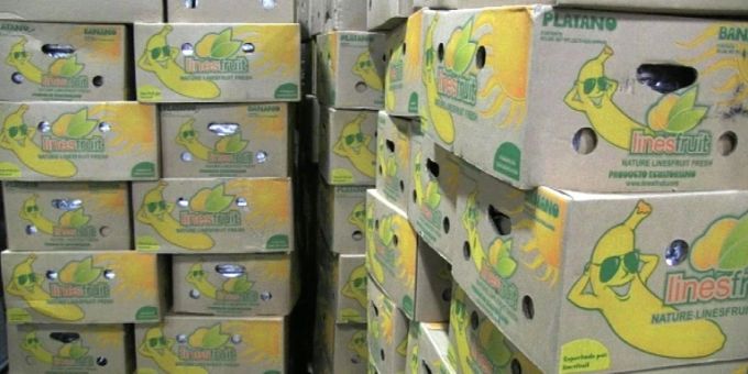 Kokain wird oft versteckt in Bananenkisten geschmuggelt. Kokain wird oft versteckt in Bananenkisten geschmuggelt.