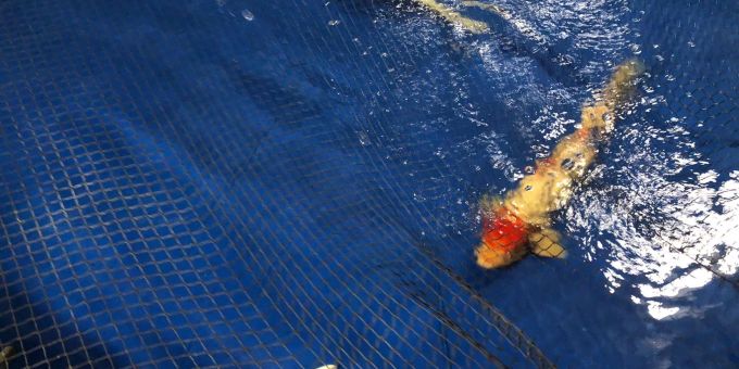 Kois aus den Anlagen des Grossaquariums Aquadom schwimmen in einem Becken des Berliner Zoos. Kois aus den Anlagen des Grossaquariums Aquadom schwimmen in einem Becken des Berliner Zoos.