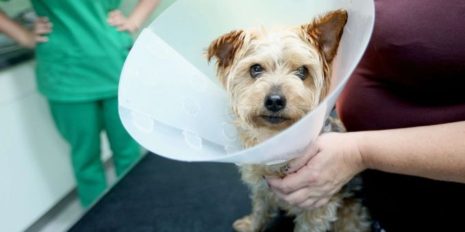 Muss ein Hund operiert werden, wird es oft richtig teuer. Daher raten Verbraucherschützer zu einer Operationsversicherung. Sie sind um ein Drittel günstiger als Krankenversicherungen. Muss ein Hund operiert werden, wird es oft richtig teuer. Daher raten Verbraucherschützer zu einer Operationsversicherung. Sie sind um ein Drittel günstiger als Krankenversicherungen.