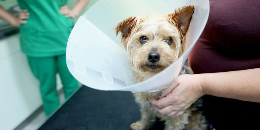 Muss ein Hund operiert werden, wird es oft richtig teuer. Daher raten Verbraucherschützer zu einer Operationsversicherung. Sie sind um ein Drittel günstiger als Krankenversicherungen.