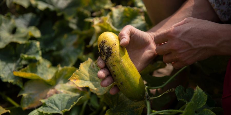 Gurke Ernte Beet Hände grün Blätter