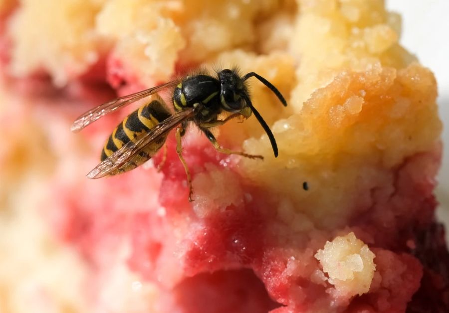 Eine Wespe sitzt auf einem Kuchen. (Archivbild)