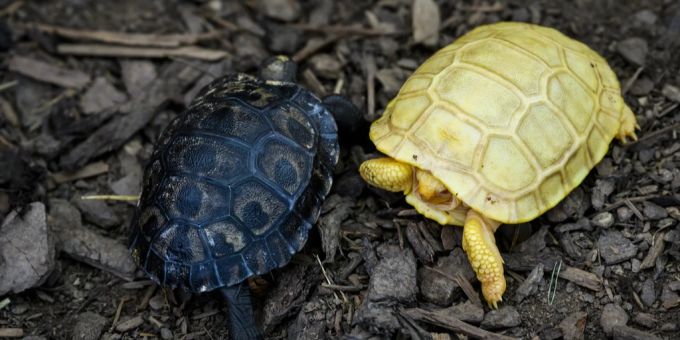 Weltpremiere im Zoo von Servion in der Waadt: Anfang Mai schlüpfte bei den Galapagos-Riesenschildkröten ein Albino. Das Geschwister ist schwarz wie die Eltern. schildkröten