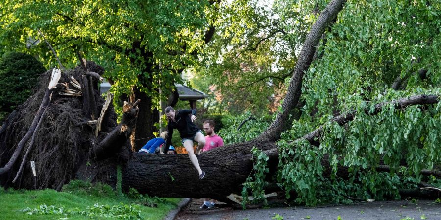 Ein Anwohner klettert über einen Baum, der durch einen schweren Sturm umgestürzt und entwurzelt worden ist.